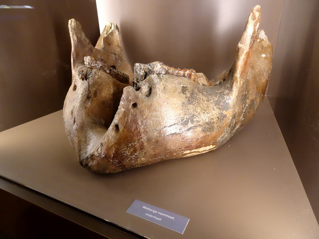 Lower jaw of a Woolly Mammoth at the `Jouw Brabant, mijn Brabant - een landschap vol herinneringen` exhibition at the first floor of the Natuurmuseum Brabant