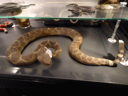 Stuffed snake at the OO-zone at the ground floor of the Natuurmuseum Brabant