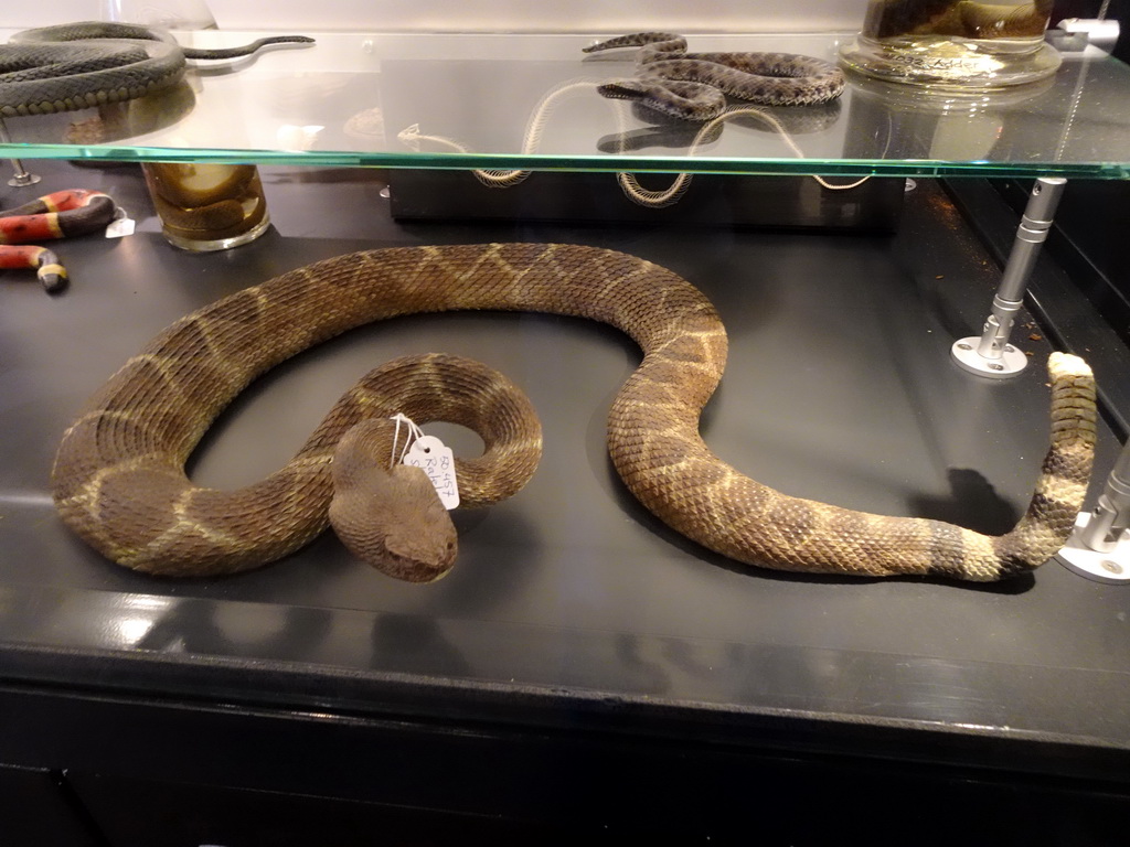 Stuffed snake at the OO-zone at the ground floor of the Natuurmuseum Brabant