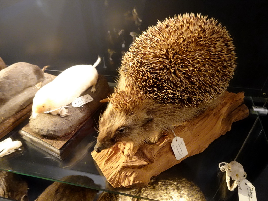 Stuffed mole and hedgehog at the OO-zone at the ground floor of the Natuurmuseum Brabant