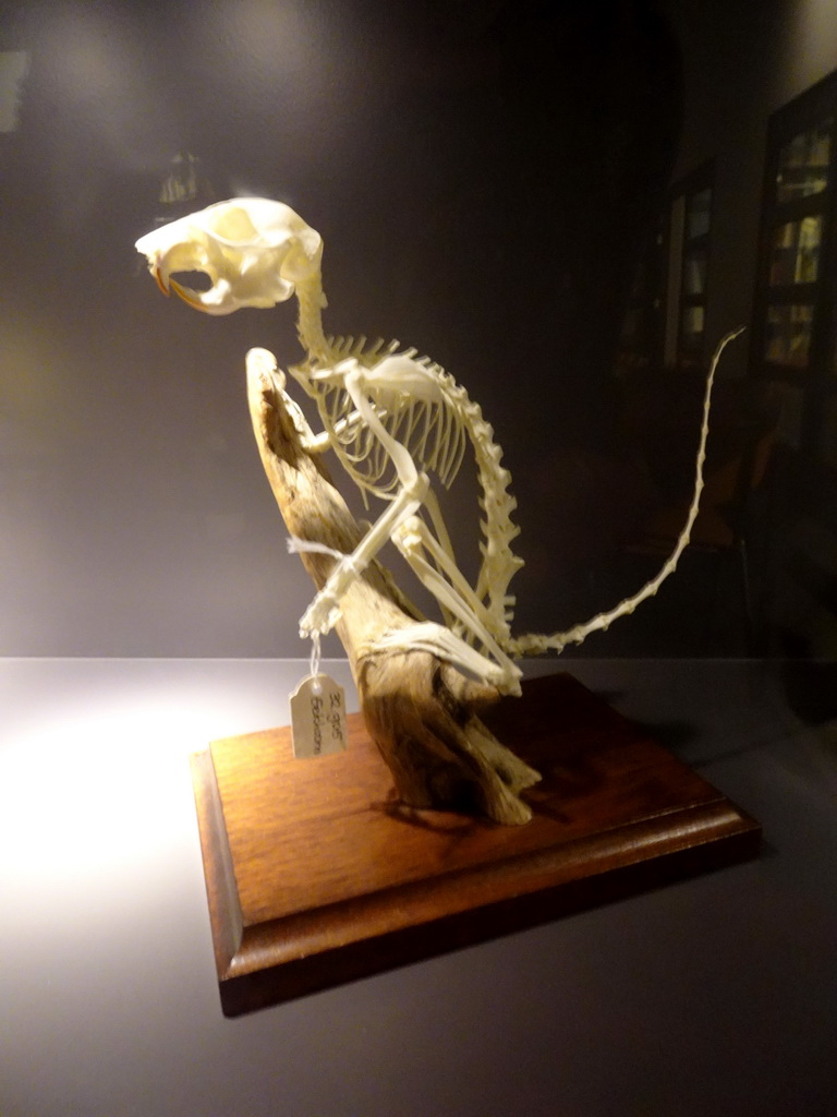 Squirrel skeleton at the library at the ground floor of the Natuurmuseum Brabant