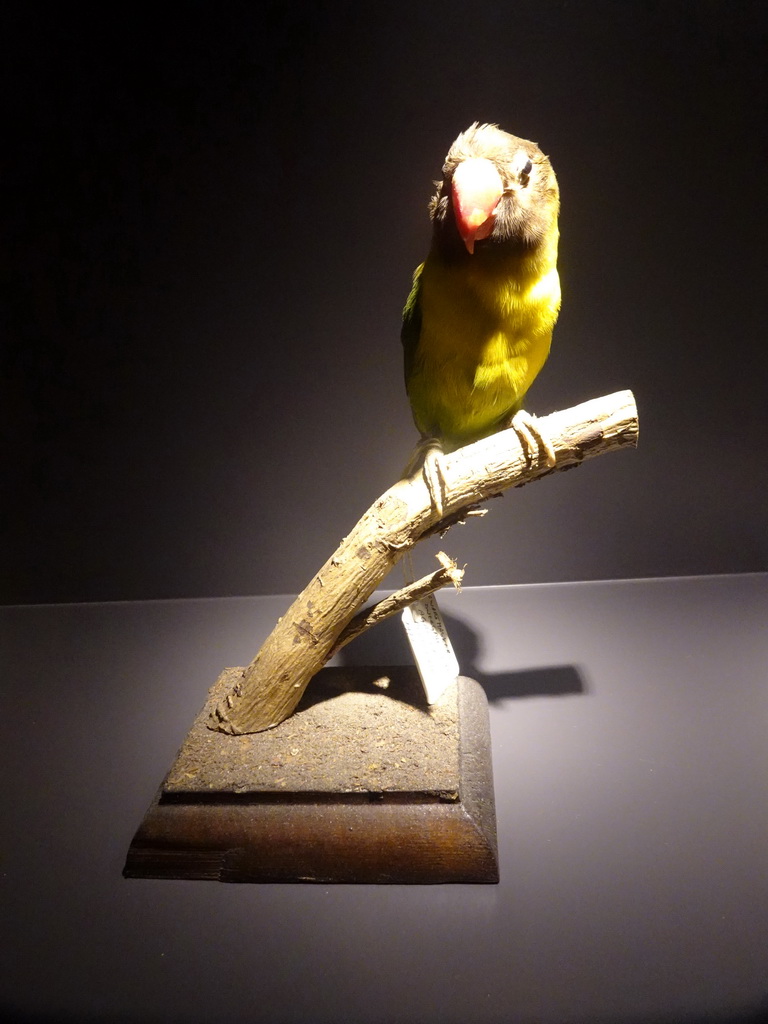 Stuffed bird at the library at the ground floor of the Natuurmuseum Brabant