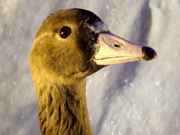 Head of a stuffed duck at the `Beleef Ontdek Samen: BOS` exhibition at the second floor of the Natuurmuseum Brabant