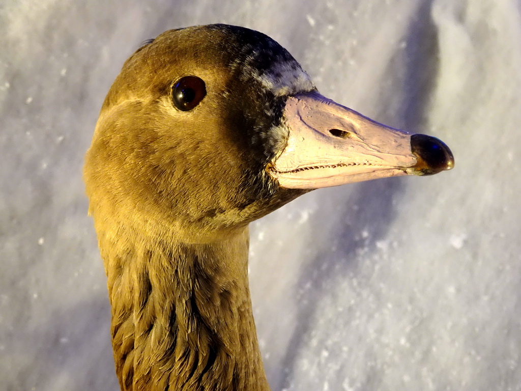 Head of a stuffed duck at the `Beleef Ontdek Samen: BOS` exhibition at the second floor of the Natuurmuseum Brabant