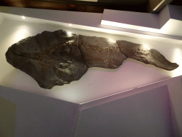 Fossilized skeleton of a Ichthyosaur at the `Uitsterven` exhibition at the second floor of the Natuurmuseum Brabant