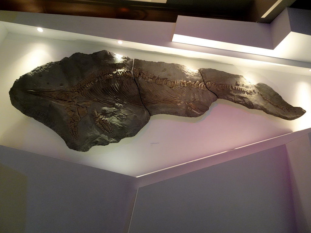 Fossilized skeleton of a Ichthyosaur at the `Uitsterven` exhibition at the second floor of the Natuurmuseum Brabant