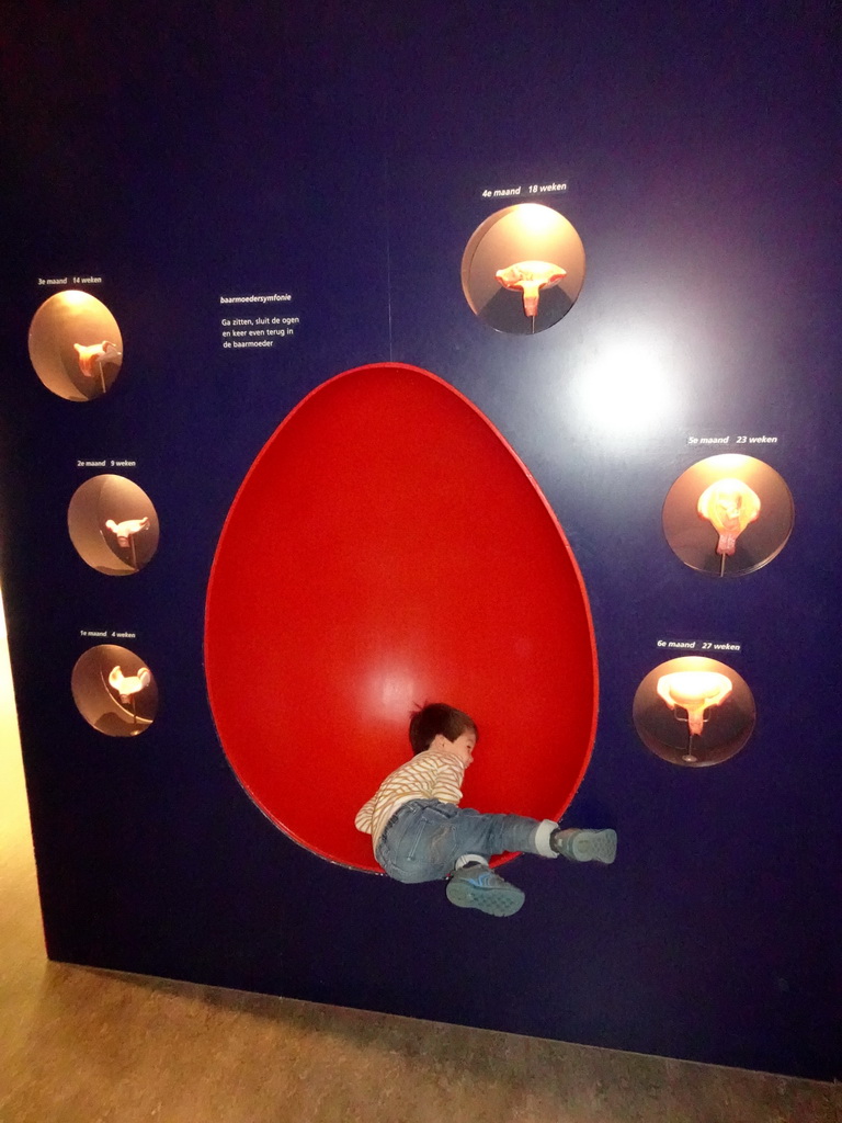 Max in a simulated womb at the `Hoezo Seks?` exhibition at the second floor of the Natuurmuseum Brabant