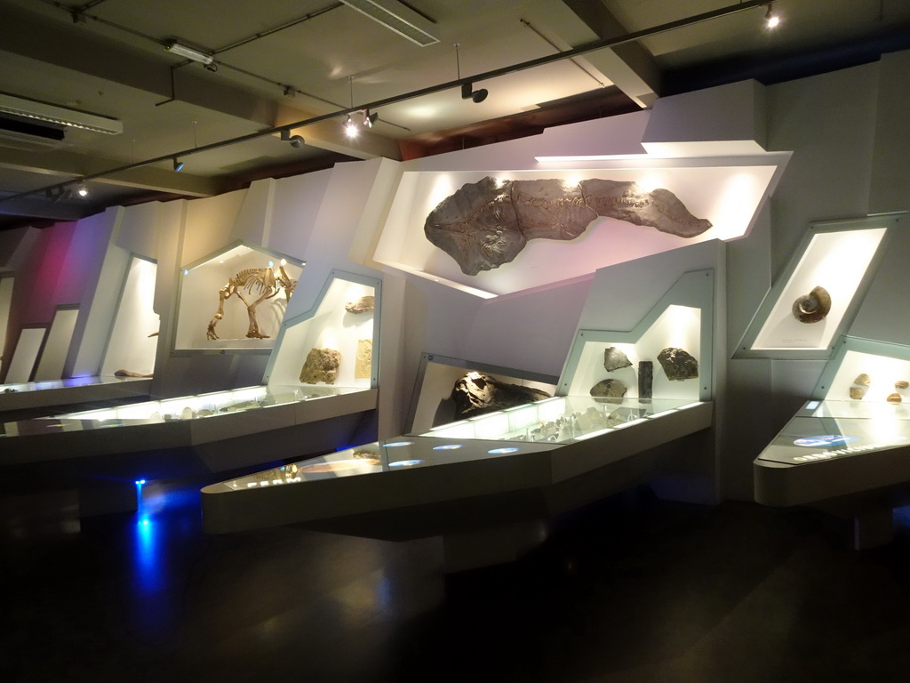 Interior of the `Uitsterven` exhibition at the second floor of the Natuurmuseum Brabant
