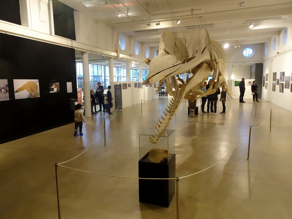 Skeleton of a Sperm Whale at the ground floor of the Natuurmuseum Brabant