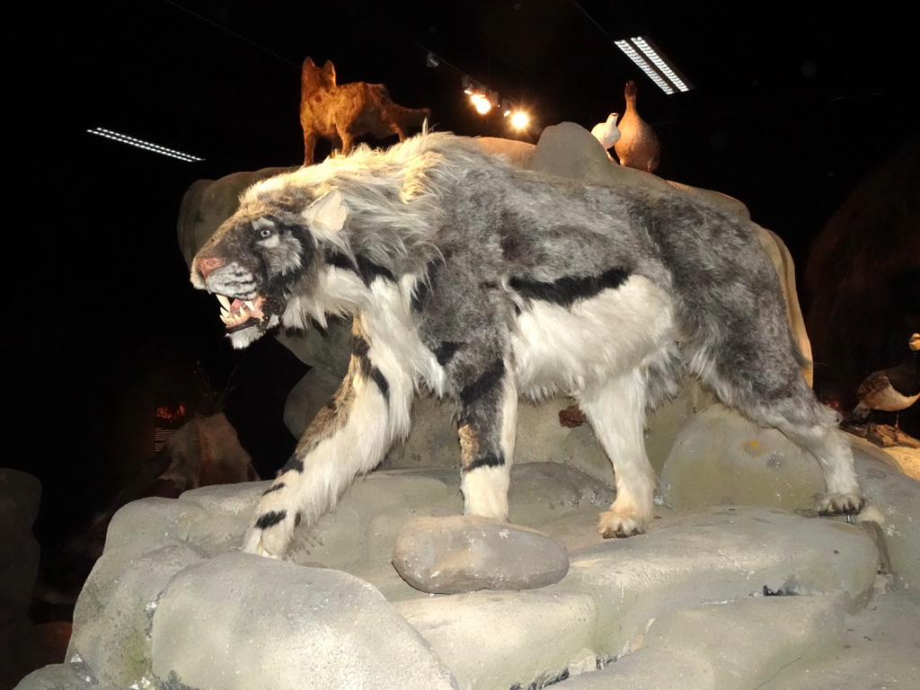 Wax statue of a Saber-toothed Tiger at the `IJstijd!` exhibition at the ground floor of the Natuurmuseum Brabant