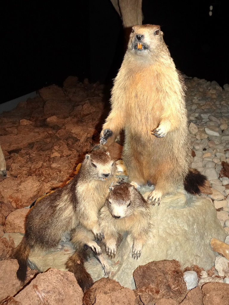 Wax statues of Beavers at the `IJstijd!` exhibition at the ground floor of the Natuurmuseum Brabant