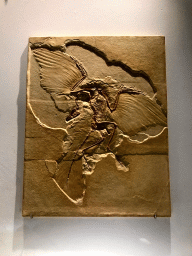 Fossil of an Archeaopteryx at the `Uitsterven` exhibition at the second floor of the Natuurmuseum Brabant