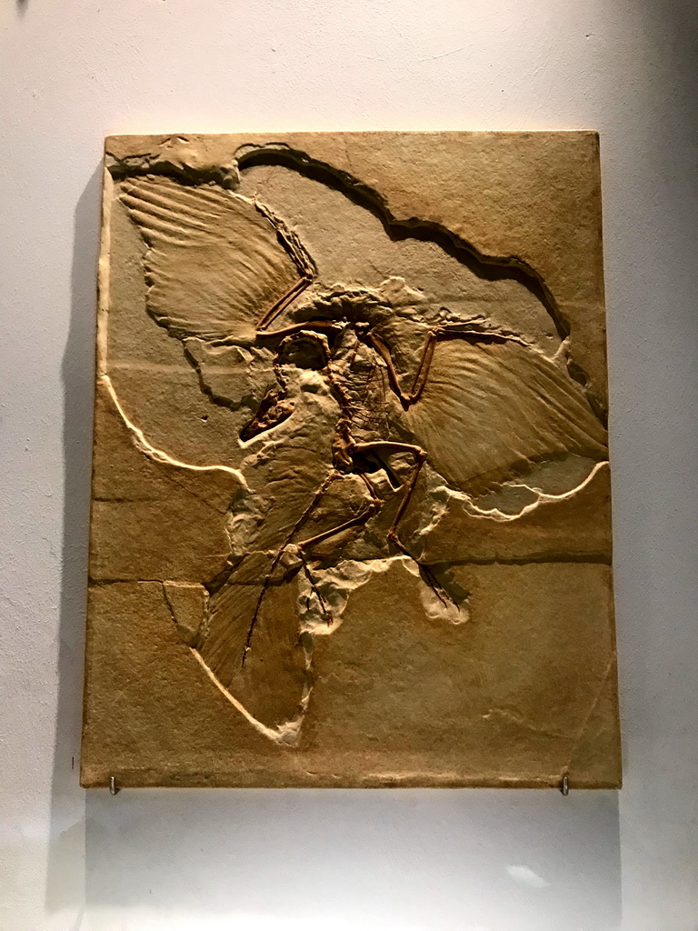 Fossil of an Archeaopteryx at the `Uitsterven` exhibition at the second floor of the Natuurmuseum Brabant