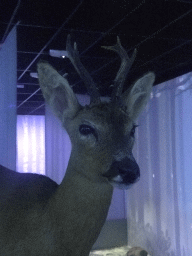 Stuffed Deer at the `Beleef Ontdek Samen: BOS` exhibition at the second floor of the Natuurmuseum Brabant