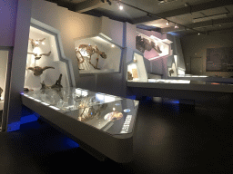 Interior of the `Uitsterven` exhibition at the second floor of the Natuurmuseum Brabant