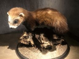 Stuffed Weasel at the `Beleef Ontdek Samen: BOS` exhibition at the second floor of the Natuurmuseum Brabant