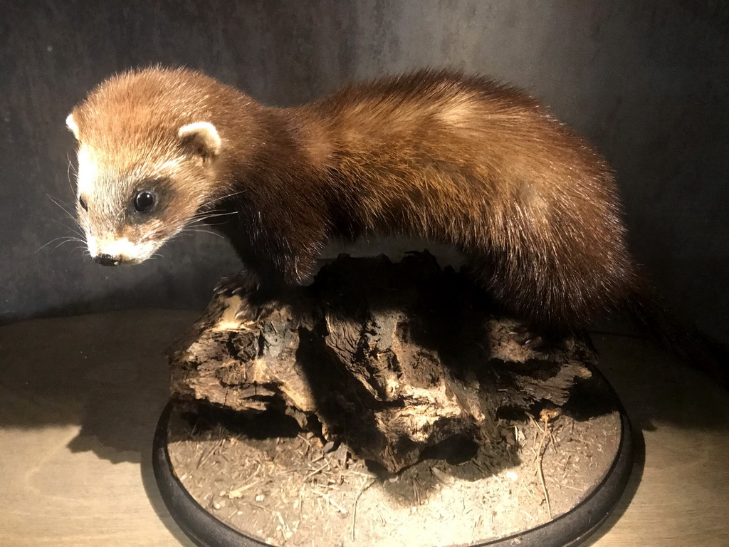 Stuffed Weasel at the `Beleef Ontdek Samen: BOS` exhibition at the second floor of the Natuurmuseum Brabant