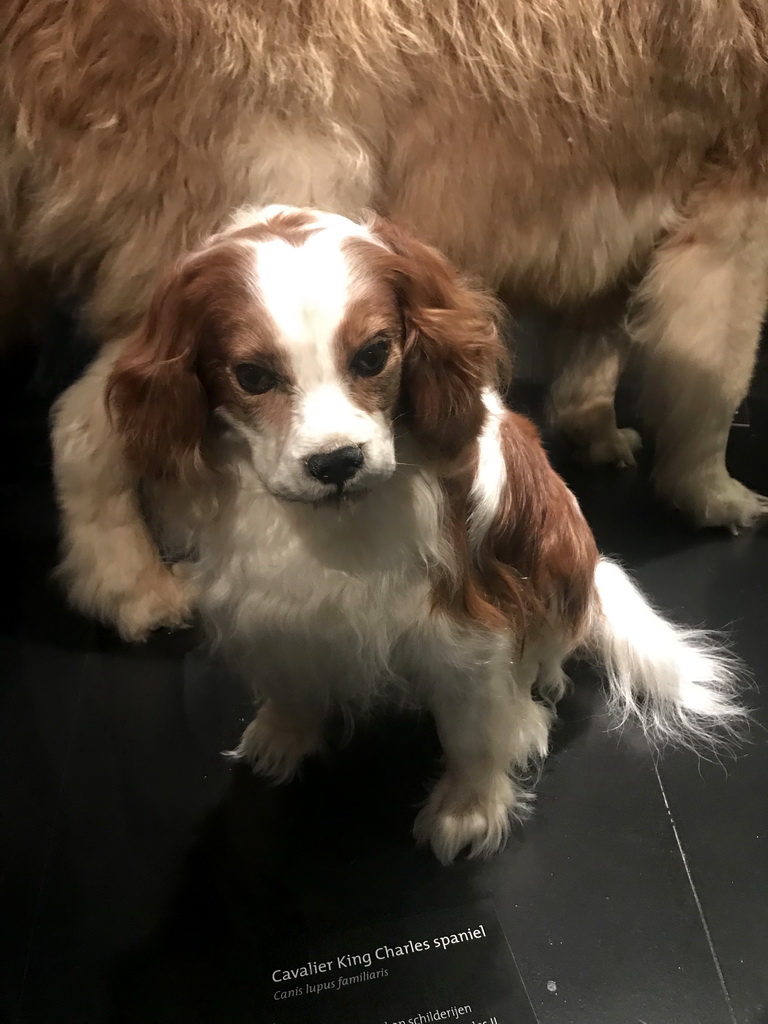 Max with a stuffed Cavalier King Charles Spaniel dog at the `Ware Wolf` exhibition at the first floor of the Natuurmuseum Brabant