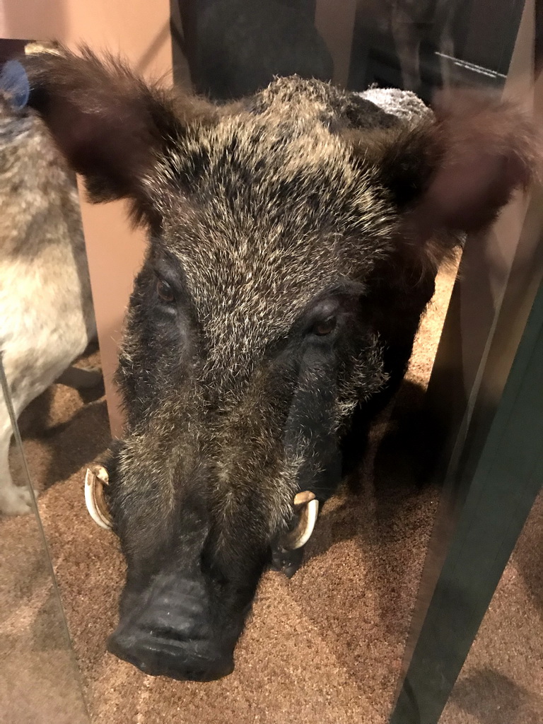 Stuffed Boar at the `Jouw Brabant, mijn Brabant - een landschap vol herinneringen` exhibition at the first floor of the Natuurmuseum Brabant