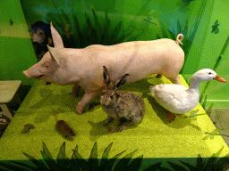 Stuffed frog, pig, rat, hare and duck at the `Kikker is hier!` exhibition at the second floor of the Natuurmuseum Brabant