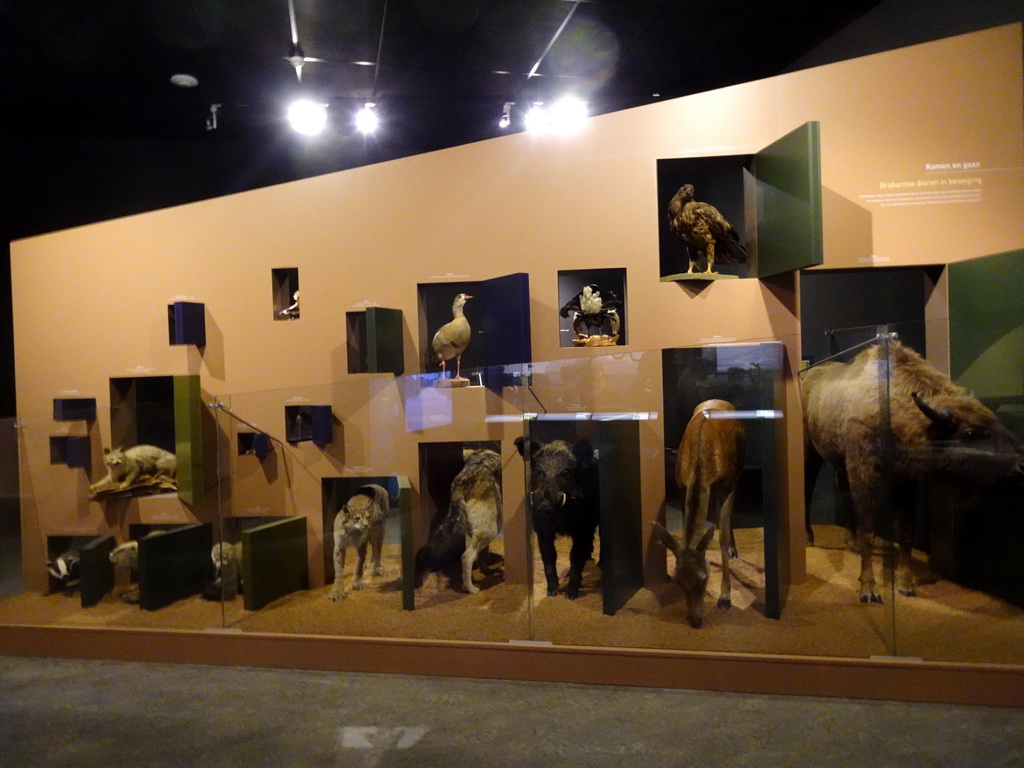 Stuffed animals at the `Jouw Brabant, mijn Brabant - een landschap vol herinneringen` exhibition at the first floor of the Natuurmuseum Brabant