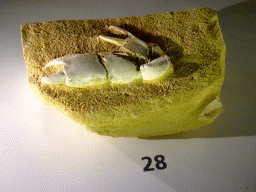 Fossilized crab arm at the `Uitsterven` exhibition at the second floor of the Natuurmuseum Brabant