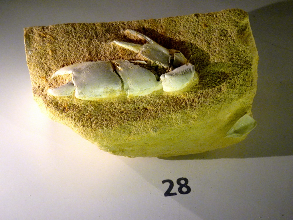 Fossilized crab arm at the `Uitsterven` exhibition at the second floor of the Natuurmuseum Brabant