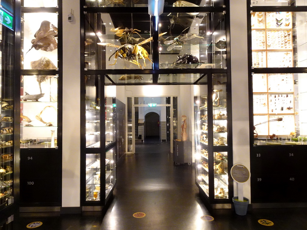 Interior of the OO-zone at the ground floor of the Natuurmuseum Brabant