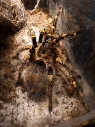 Tarantula at the Ground Floor of the main building of the Dierenpark De Oliemeulen zoo