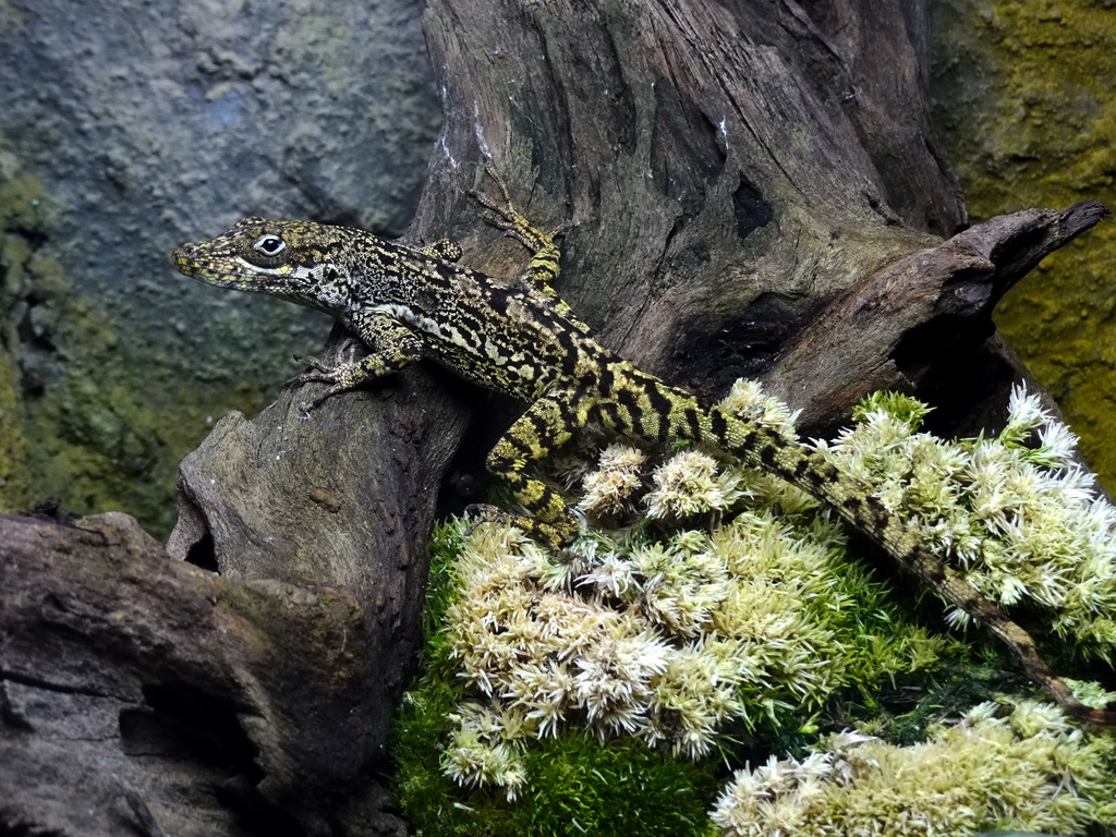 Lizard at the Ground Floor of the main building of the Dierenpark De Oliemeulen zoo