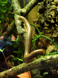 Millipede at the Ground Floor of the main building of the Dierenpark De Oliemeulen zoo