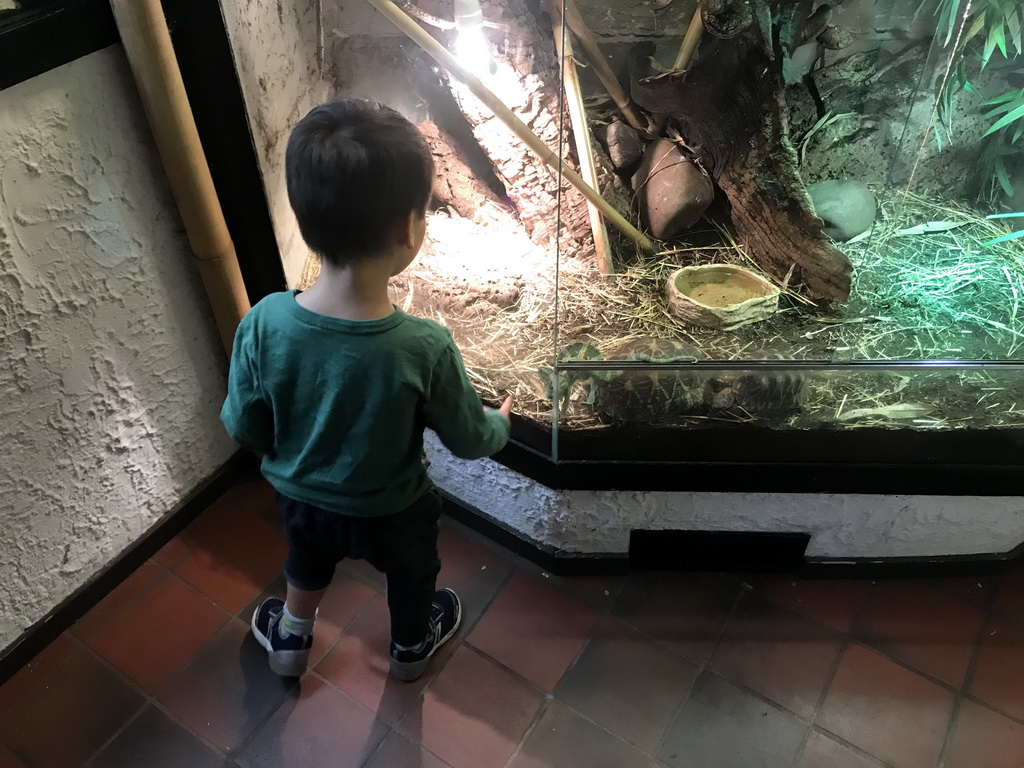 Max with Chameleon and Tortoises at the Ground Floor of the main building of the Dierenpark De Oliemeulen zoo