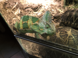 Chameleon and Tortoises at the Ground Floor of the main building of the Dierenpark De Oliemeulen zoo