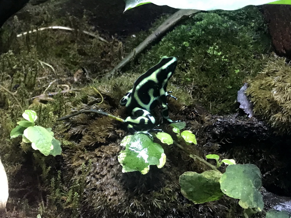 Poison Dart Frog at the Ground Floor of the main building of the Dierenpark De Oliemeulen zoo