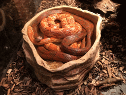 Snake at the Ground Floor of the main building of the Dierenpark De Oliemeulen zoo