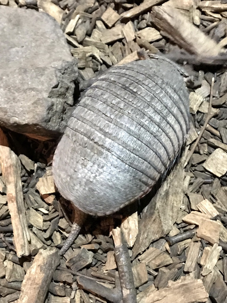 Armadillo at the Ground Floor of the main building of the Dierenpark De Oliemeulen zoo