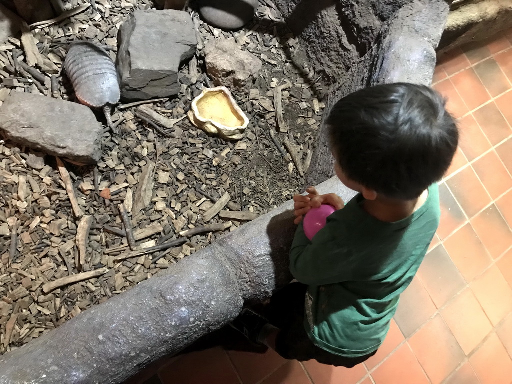 Max with an Armadillo at the Ground Floor of the main building of the Dierenpark De Oliemeulen zoo