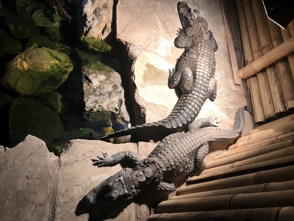 Dwarf Crocodiles at the Ground Floor of the main building of the Dierenpark De Oliemeulen zoo