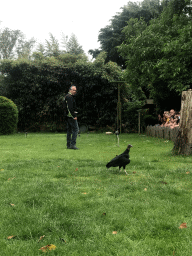Zookeeper with a Black Vulture at the Dierenpark De Oliemeulen zoo, during the Birds of Prey Show