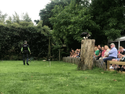 Zookeeper with a Griffon Vulture at the Dierenpark De Oliemeulen zoo, during the Birds of Prey Show