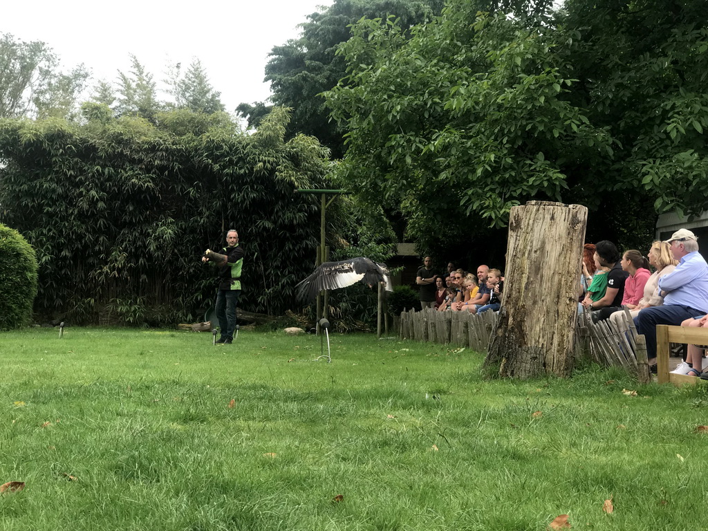 Zookeeper with a Griffon Vulture at the Dierenpark De Oliemeulen zoo, during the Birds of Prey Show