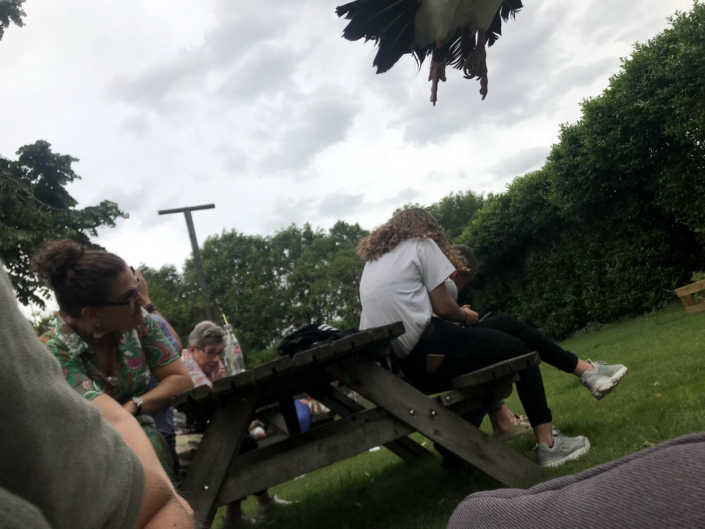 Griffon Vulture flying over the audience at the Dierenpark De Oliemeulen zoo, during the Birds of Prey Show