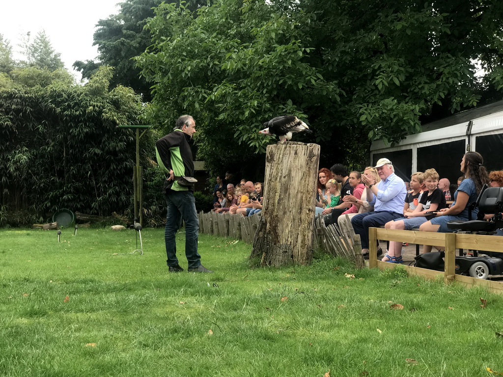 Zookeeper with a Griffon Vulture at the Dierenpark De Oliemeulen zoo, during the Birds of Prey Show