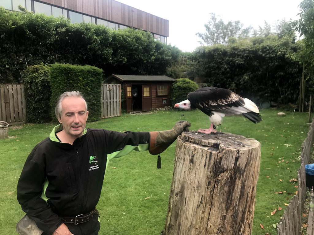 Zookeeper with a Griffon Vulture at the Dierenpark De Oliemeulen zoo, just after the Birds of Prey Show