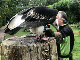 Zookeeper with a Griffon Vulture at the Dierenpark De Oliemeulen zoo, just after the Birds of Prey Show