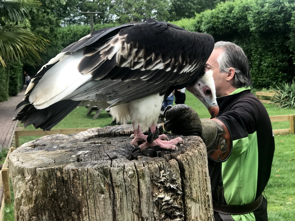 Zookeeper with a Griffon Vulture at the Dierenpark De Oliemeulen zoo, just after the Birds of Prey Show