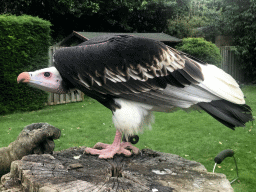 Griffon Vulture at the Dierenpark De Oliemeulen zoo, just after the Birds of Prey Show