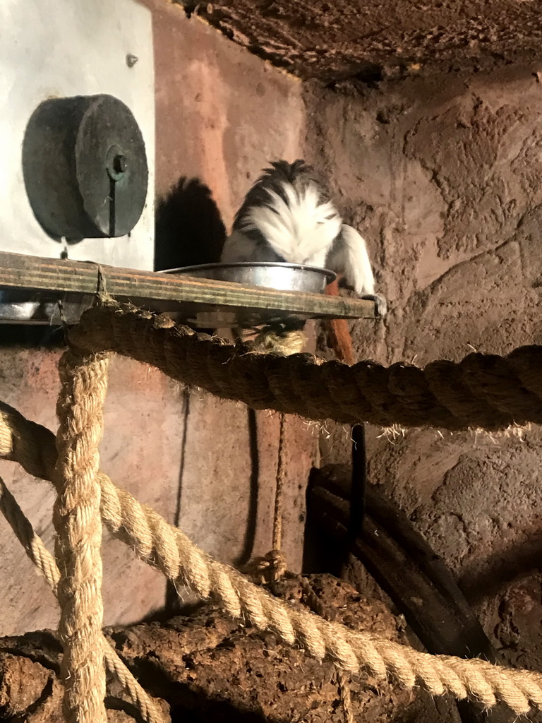 Cotton-top Tamarin at the Dierenpark De Oliemeulen zoo