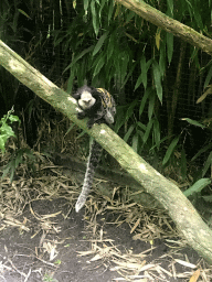 White-headed Marmoset at the Dierenpark De Oliemeulen zoo