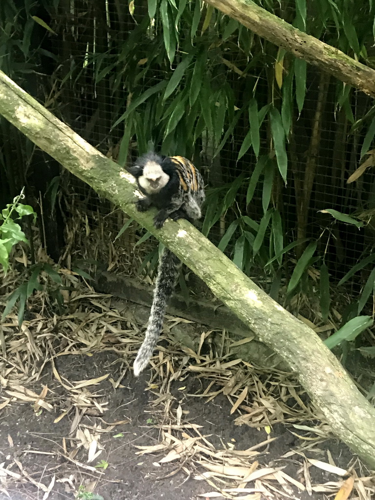 White-headed Marmoset at the Dierenpark De Oliemeulen zoo